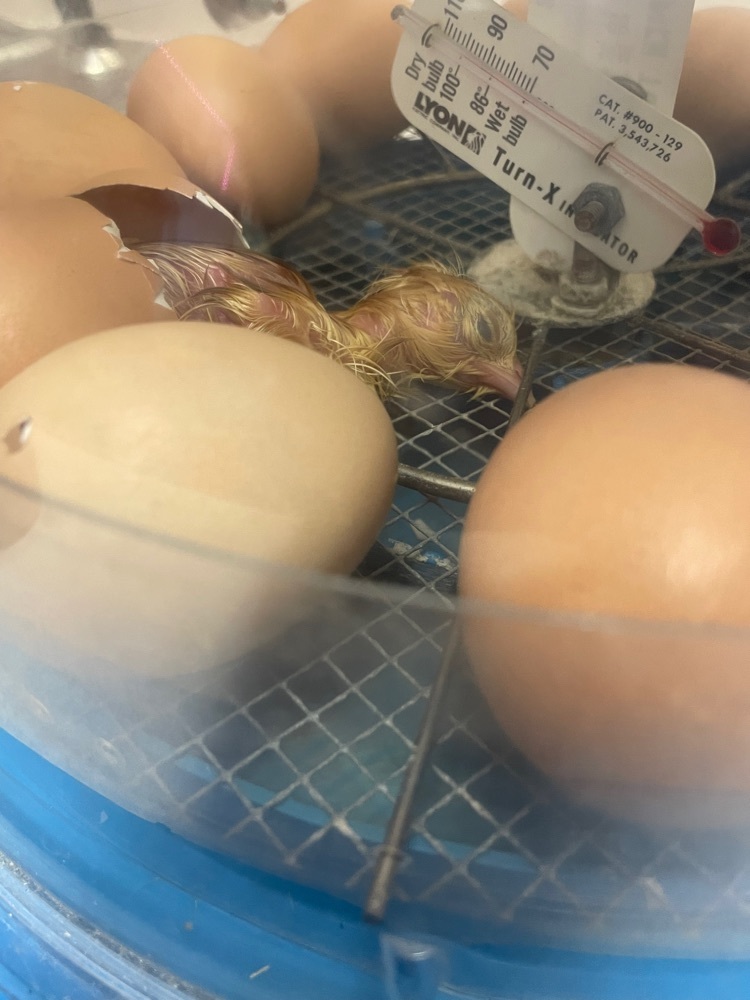 First baby chick! 